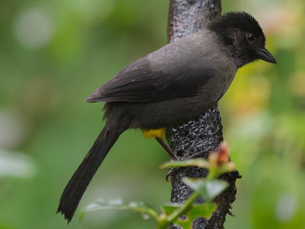 <h3><a href="/trips/costa-rica/biota/animalia/chordata/aves/040 passeriformes/126 emberizidae/pselliophorus tibialis/pselliophorus tibialis-nl.html">Pselliophorus&nbsp;tibialis</a> / Yellow‑thighed&nbsp;finch / Geeldijstruikgors</h3>OM-1 Mark II met OLYMPUS M.150-400mm F4.5, 1/2000 sec  bij F4.5, ISO 8000, afstand 5.94&nbsp;m
